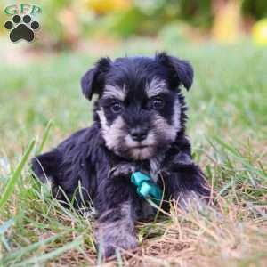 Preston, Miniature Schnauzer Puppy